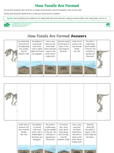 stages of fossilisation ks2.